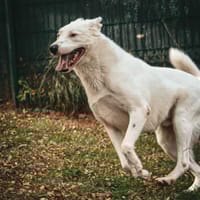 Black, chien à adopter