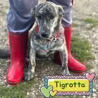 TIGROTTA, cane femmina da adottare