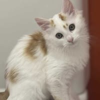 Atlantide, chat à adopter