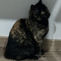 Tali, chatte à adopter