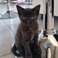Whoopy, chatte à adopter