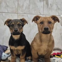 Sam, pies do adopcji