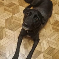 Cola, suczka do adopcji