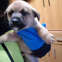 Frosti, pies do adopcji