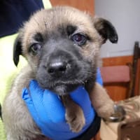 Migotka, suczka do adopcji