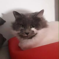Sting, chat à adopter