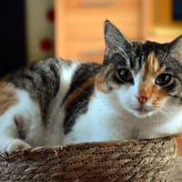 AMANDINE, chatte à adopter