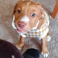 KANAI, chien à adopter