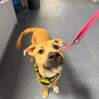 Dustin, pies do adopcji