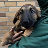 Bridget, suczka do adopcji