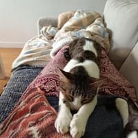 Sanfte, liebe Katze Mica, Katze zur Adoption