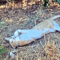 Offener, junger Kater Luis, Kater zur Adoption