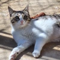 Freundliche, sanfte Katze Praga, Katze zur Adoption