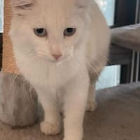 Liebevolle junge Katzen Chiara und Cora, Katze zur Adoption