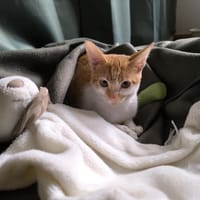 Kleine tapfere Katze Marley / ATAXIE, Katze zur Adoption