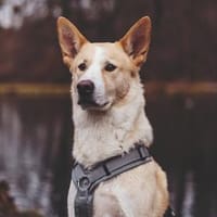 Toto sucht erfahrene Hundehalter, Hund zur Adoption