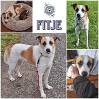 Fitje *  ein Herz auf vier Pfoten 🐾, Hund zur Adoption