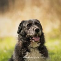 Nappo - PLZ 68642, Hund zur Adoption