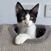 Bergamo möchte zu Ihnen gehören, Kater zur Adoption
