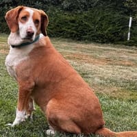 Sarah, Hündin zur Adoption