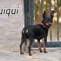 Quiqui braucht dich ❤, Hund zur Adoption