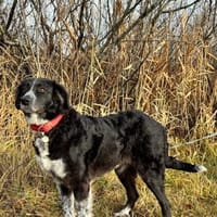 Pina auf der Suche nach Liebe / 82284, Hündin zur Adoption