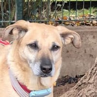 Zamira - wartet in 96160 Geiselwind, Hündin zur Adoption