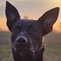 Koa - typisch Malinois, Hund zur Adoption