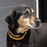 Slouber ist ein unkomplizierter Rüde, Hund zur Adoption