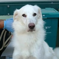 Zorro möchte zu Ihrer Familie gehören, Hund zur Adoption