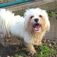 Charmanter Pako sucht euch, Hund zur Adoption