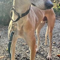 Stitch eine Seele v. Treue und Liebe, Hund zur Adoption