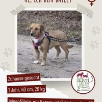 Süße Bailey sucht ein Zuhause, Hündin zur Adoption