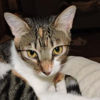 Lidara verschmustes Glückskätzchen, Katze zur Adoption