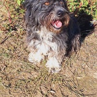 Liebe Suri wartet auf DICH 💞 (E), Hündin zur Adoption