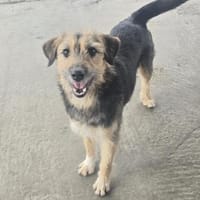 verschmuste Greta ❤ sucht ihr Glück, Hündin zur Adoption