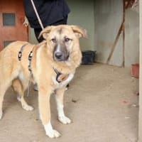 Fiona ist bereit für ein Leben mit dir, Hündin zur Adoption