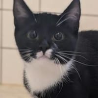 Klara, Katze zur Adoption