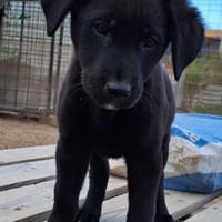 Layla, Hündin zur Adoption