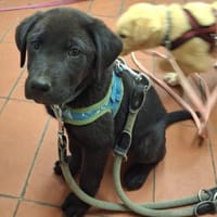 Lennox, Hund zur Adoption