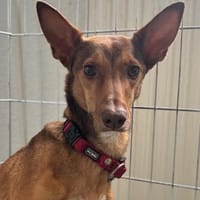 Molar, Hund zur Adoption