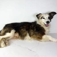 Zita sucht ihr Zuhause für immer! 🏡🐾, Hündin zur Adoption