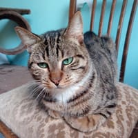 Zwei Energiebündel suchen ihre Menschen., Kater zur Adoption