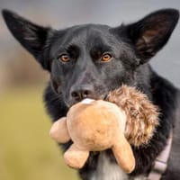 MOBBY - lieber&intelligenter Hundebub, Hund zur Adoption