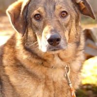 I N G O  - eine sanfte SEELE......., Hund zur Adoption