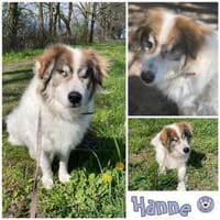 HANNE -liebevoll, sanft & genügsam-, Hündin zur Adoption