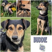 BUDDIE * Traumbursche für Erwachsene, Hund zur Adoption