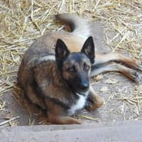 Lotte bildhübsches soziales Malinoismädl, Hündin zur Adoption