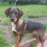 Weggeley hübsche Hündin startet, Hündin zur Adoption