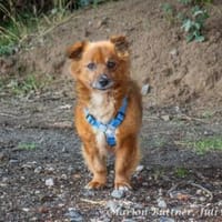 Gino hat einen zauberhaften Charakter, Hund zur Adoption